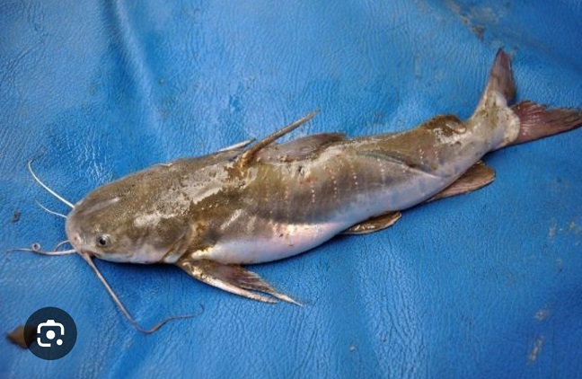 Ikan Manyung